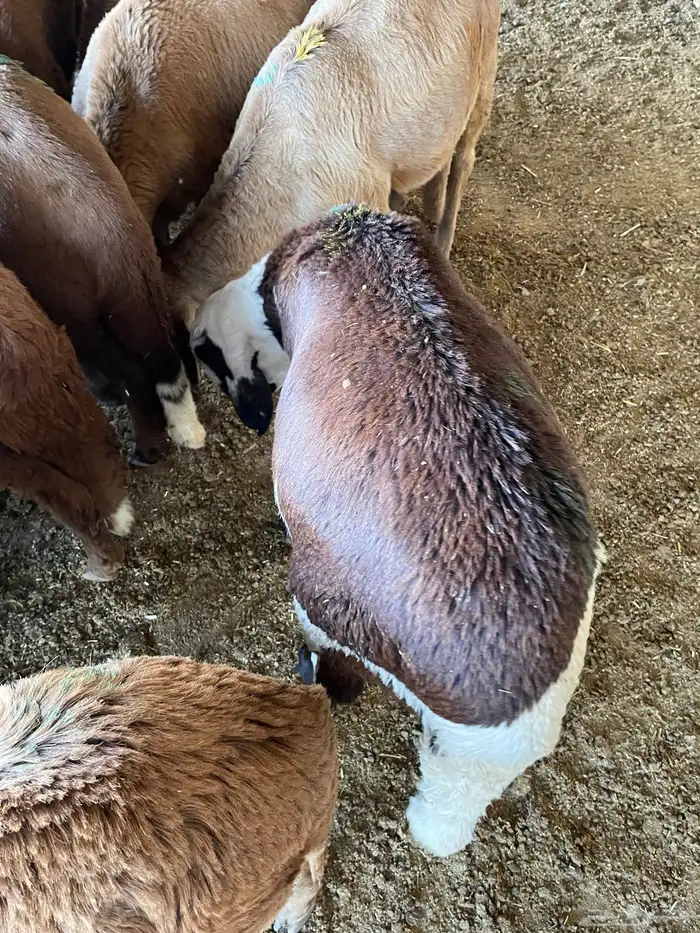 غنم سواكن مخاصي 3