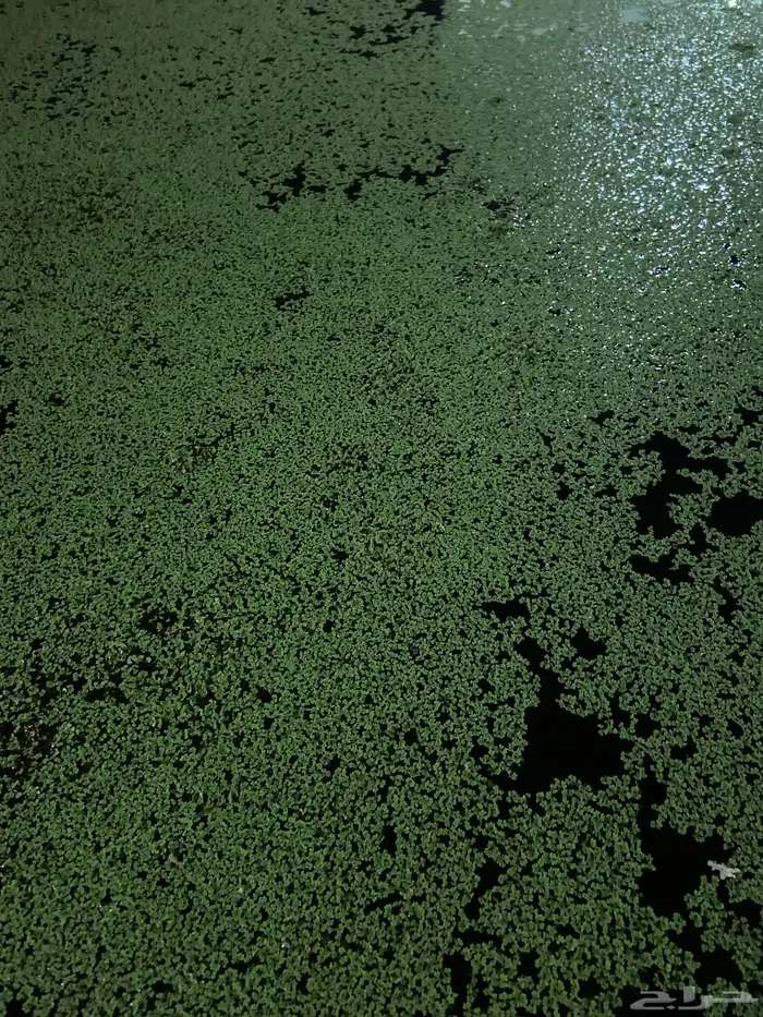 نبتة الازولا بديل الاعلاف للمواشي والطيور 2