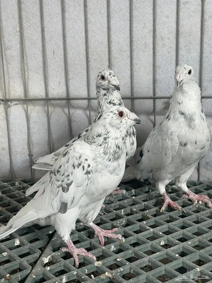 جوز زاجل انتاج له بعياله وذكور الموند 2