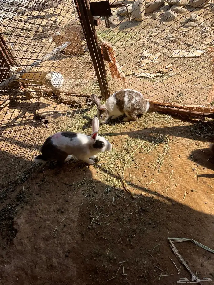 ارانب للبيع 16