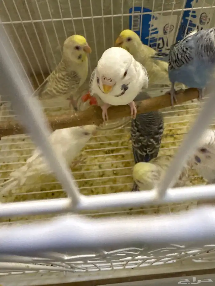 أزواج بادجي فالو (تم البيع) 10