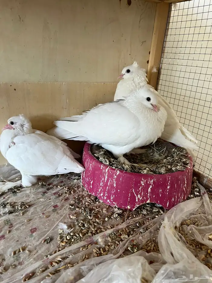 حمام زينه كوري وصنعاوي 8