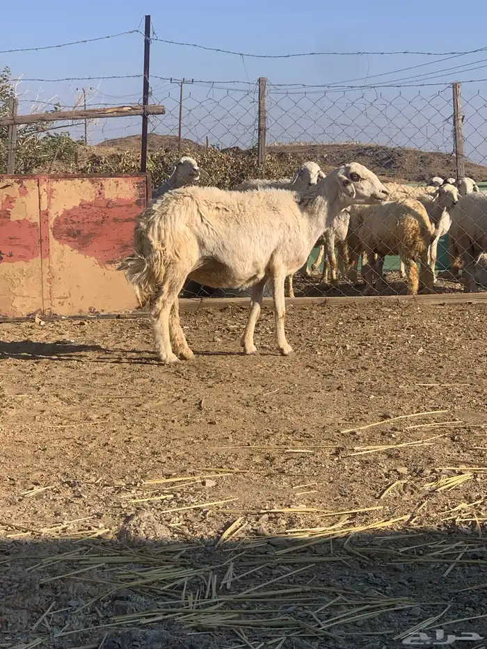 شاه حري دافع 2