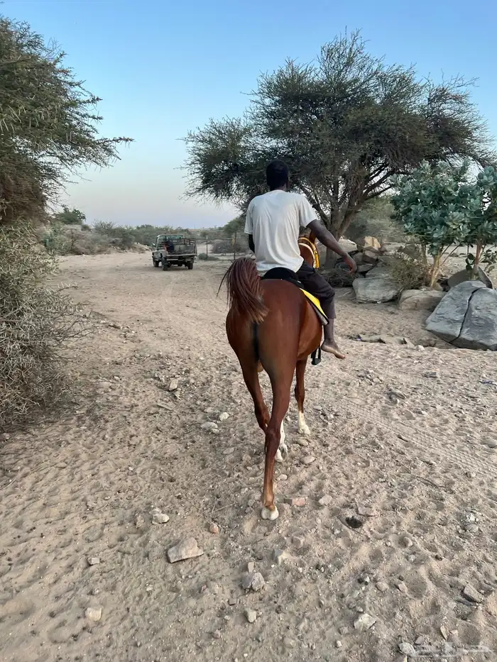 خيل شعبي مهر 1