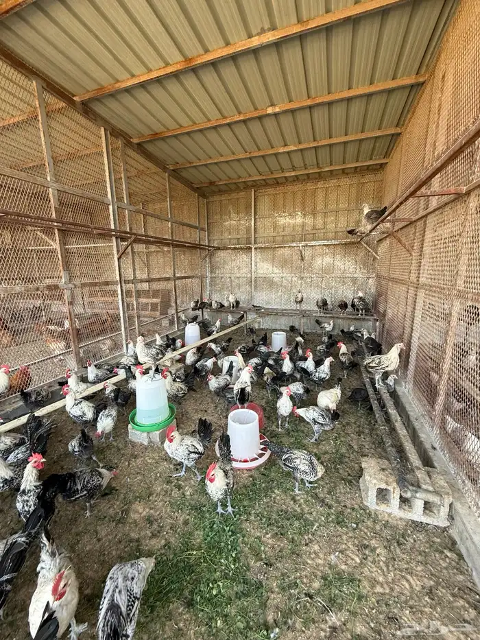 دياكة و دجاج نوع في ومي للبيع 3