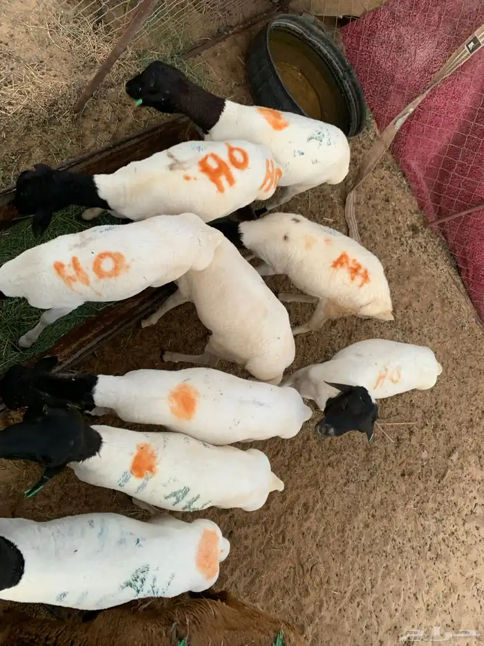 برابر مرابي شهرين مقفله 2