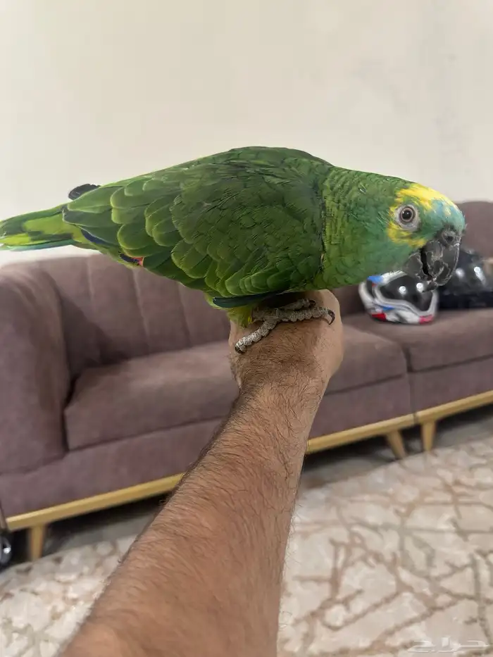 امزوني بلوفرنتد بلوفرند 2