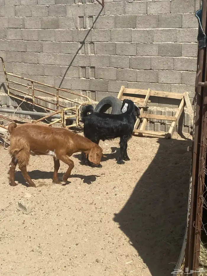 تيوس خمسه شهور مشاريع وتواما الثنين 1