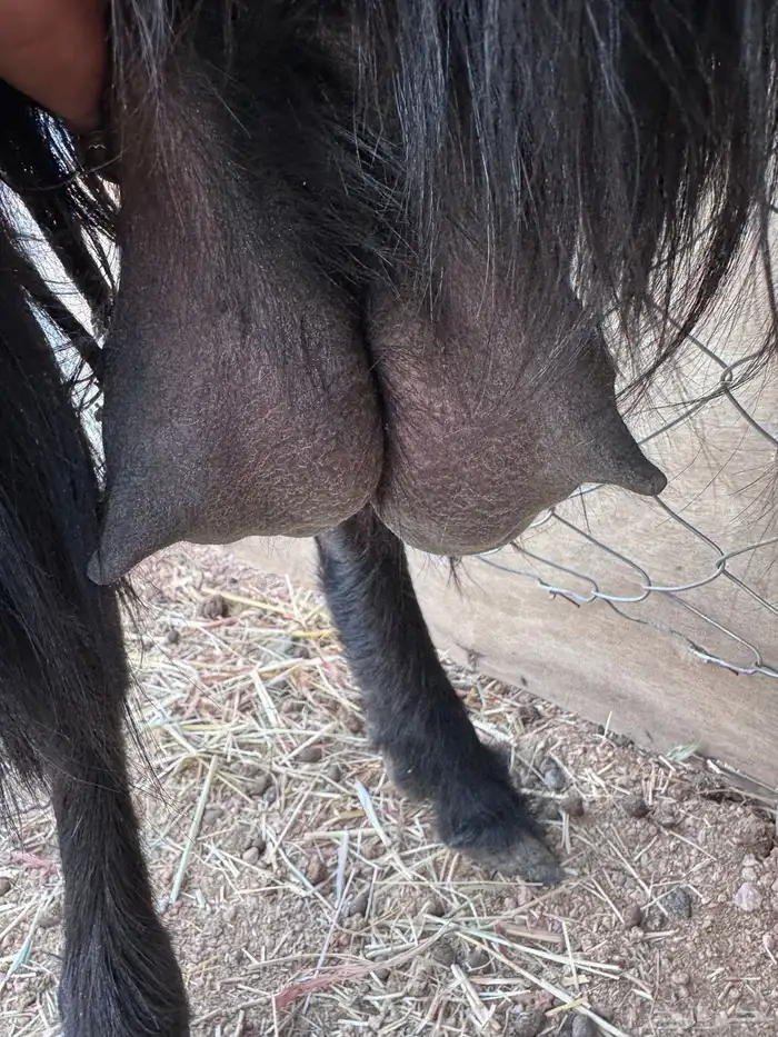 عنز قبرصيه حليب 6