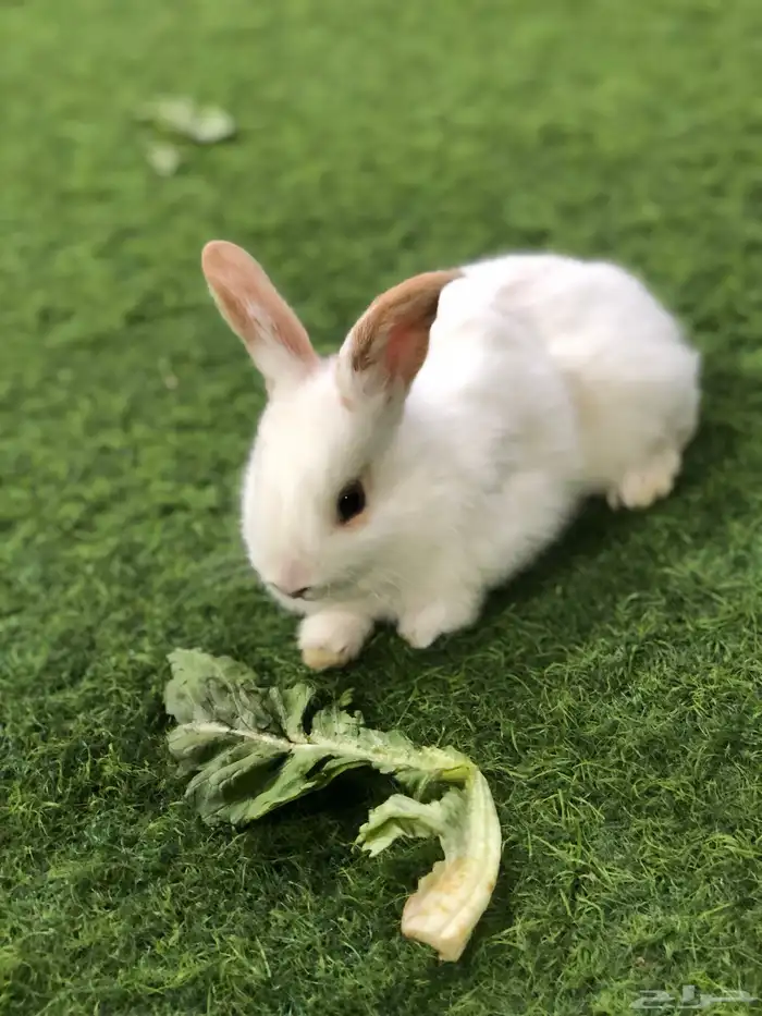 ارانب صغار 3