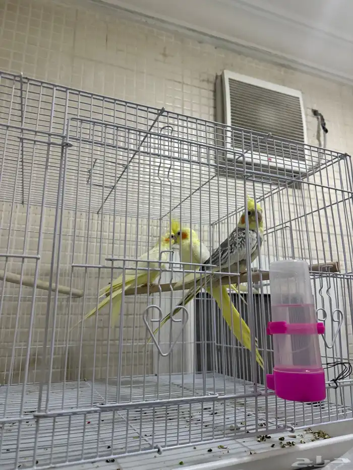 كروان للبيع عدد 3 صحة ممتازة 0