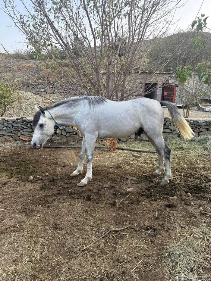 حصان شعبي ( العمر 3 سنوات ) 1