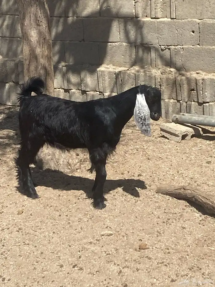 تيوس خمسه شهور مشاريع وتواما الثنين 3