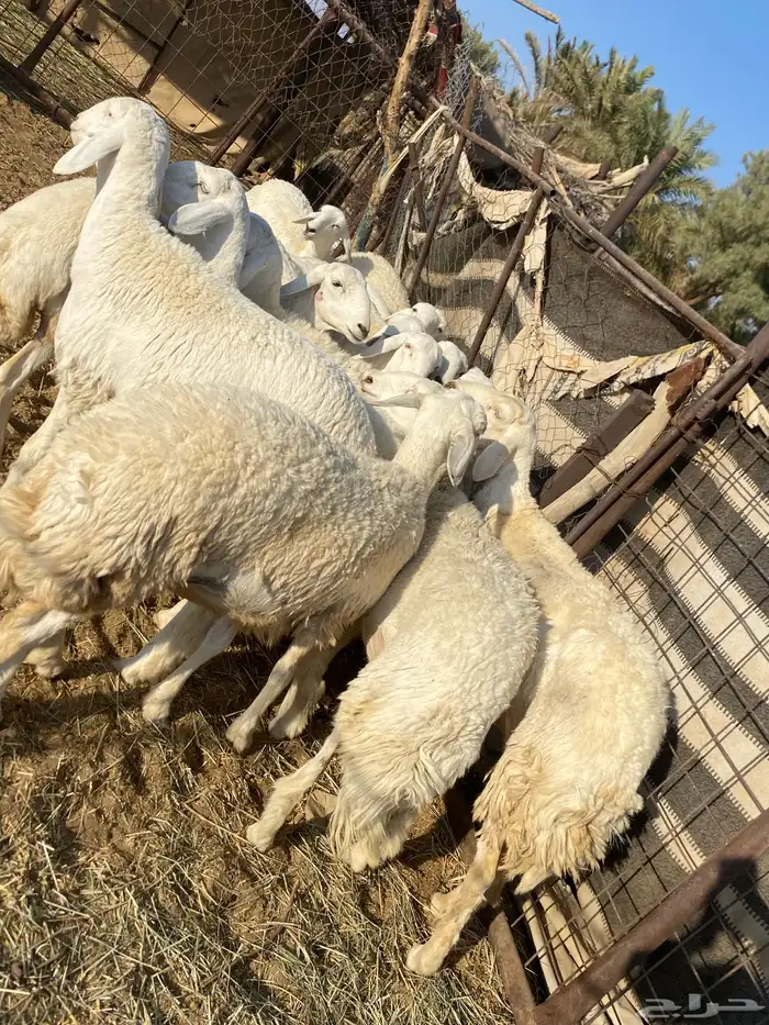 جذعات دفيع صنف الصنف 19