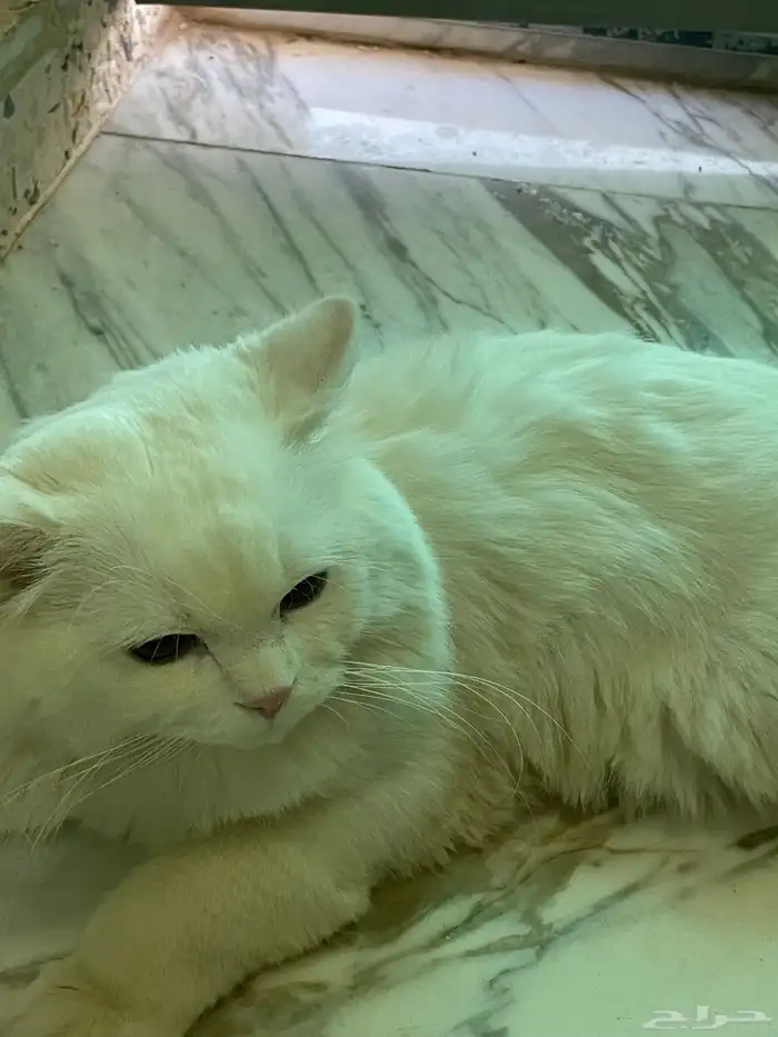 قط شيرازي للتبني مع كامل اغراضه 5