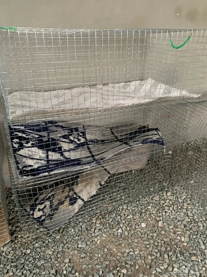 بط بلدي تحته فروخ كبار وا شبوك شل 0