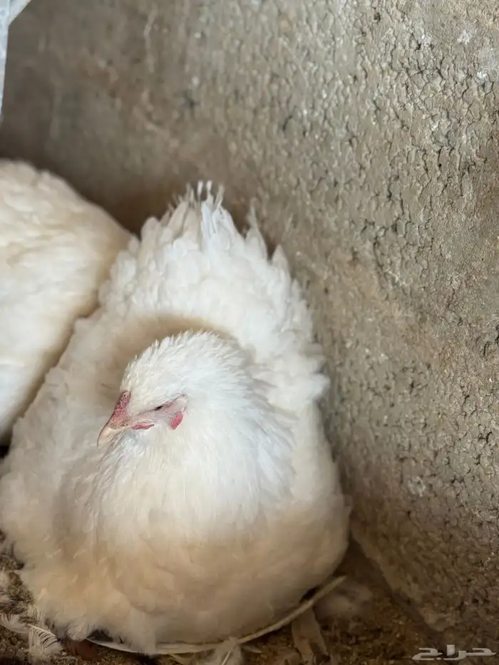 براهما - صيصان ابيض صك - اطباق بيض 5