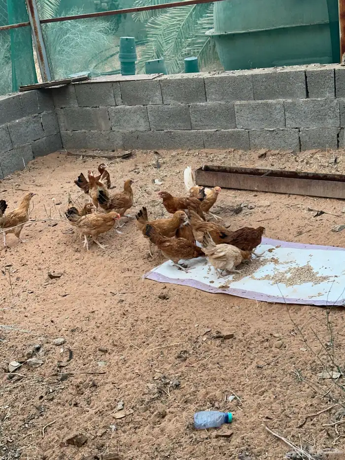 للبيع دجاج بلدي 1
