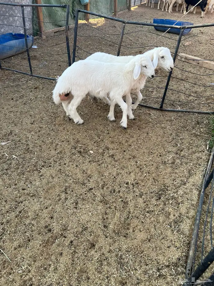 طليان فاخره ذبايح ورخال مقنوي وذبح 3