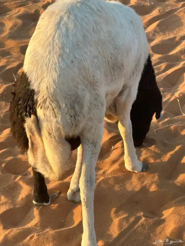 رفيد جذعان مرابي طب وتخير 10