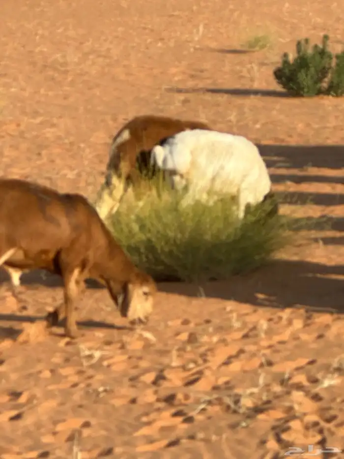 رفيد جذعان مرابي طب وتخير 87