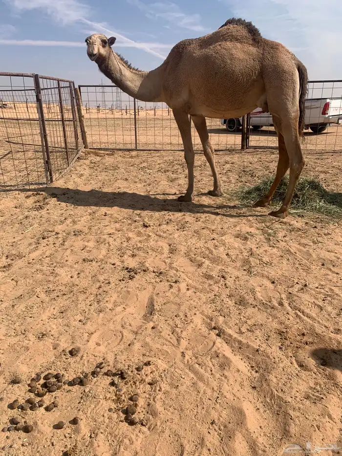 سلام عليكم ورحمة الله وبركاته 2