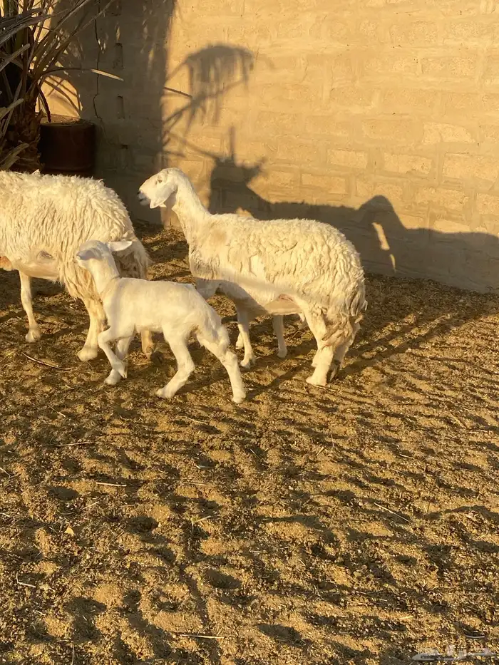 للبيع غنم ولد 3