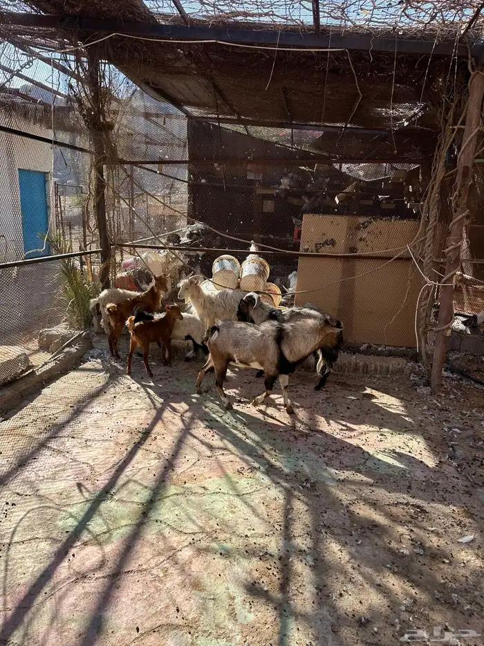 تيوس للبيع 12