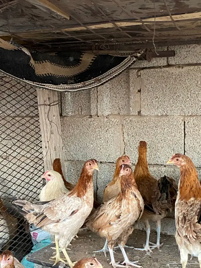 دجاج بلدي فاخر 4