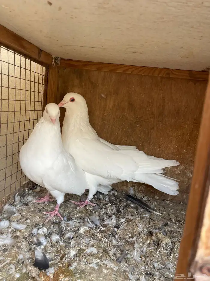 مالطي مصري 6