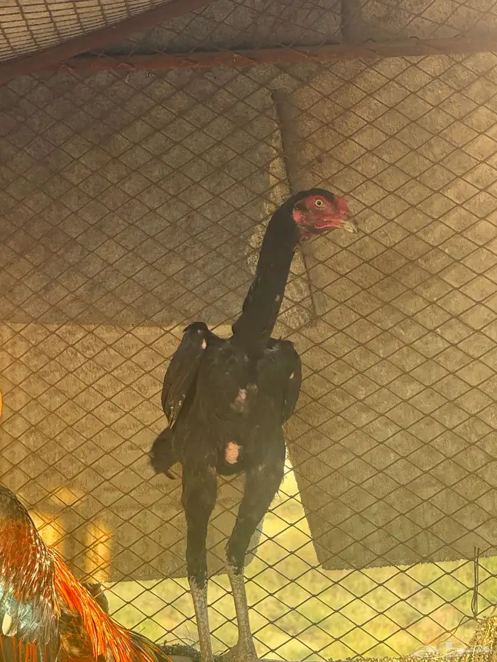 ديك شاكو الماني للبيع 1