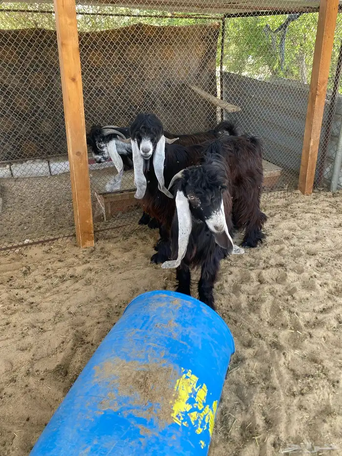 تيوس عوارض مشاريع للبيع 7