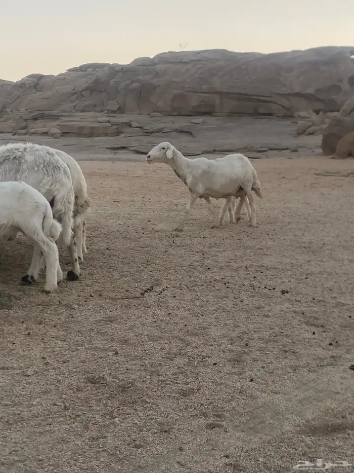 ضان وليد ودفيع 1