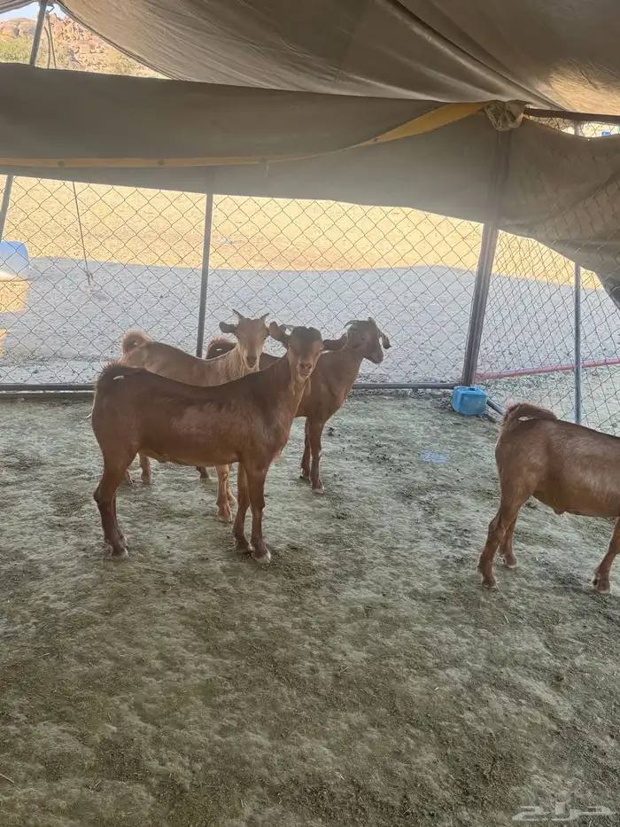 تيوس سمان ونضاف 1