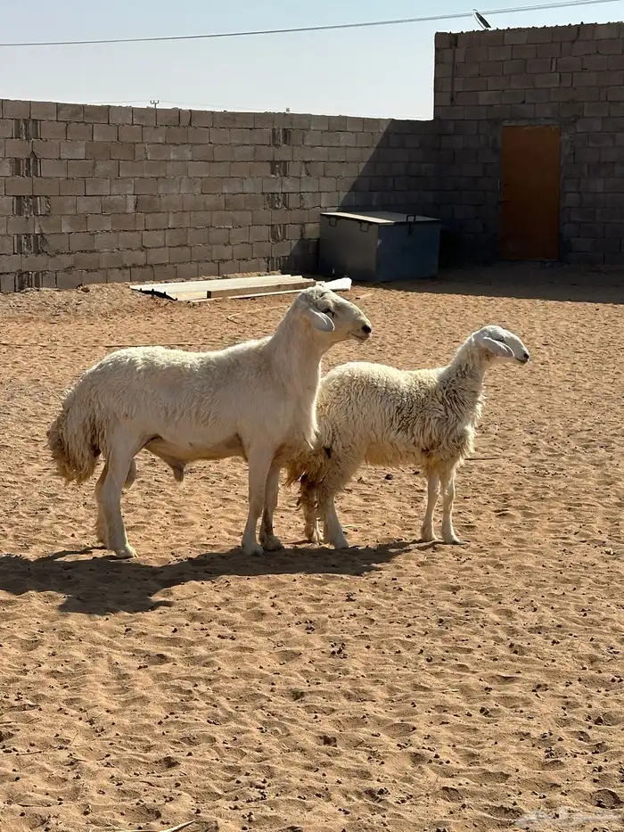 فحل حري صنف 2