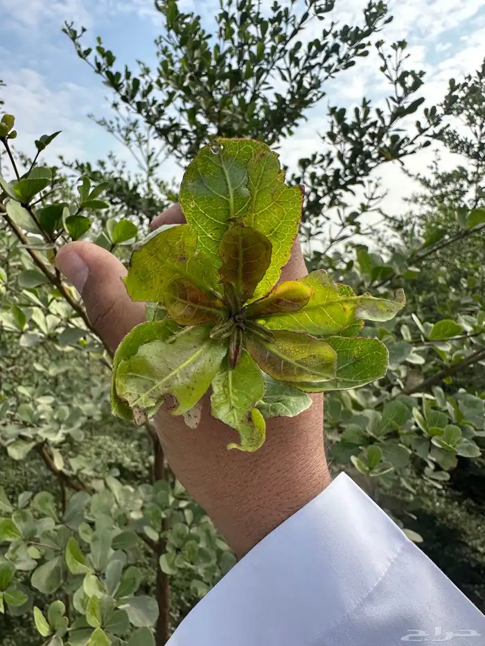 مشتل زراعي لبيع الاشجار بالجملة 7