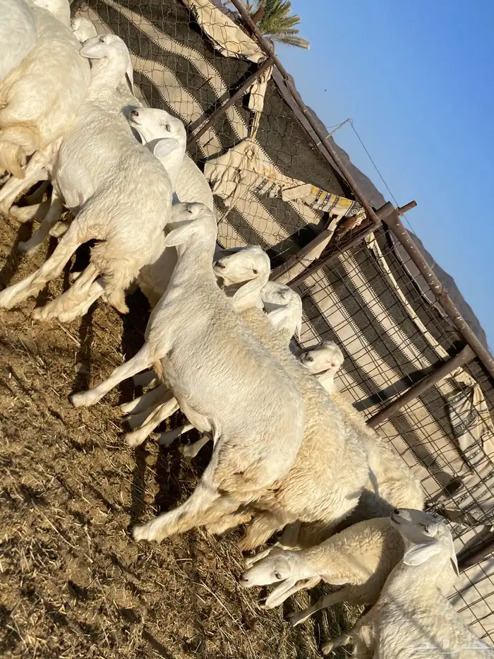 جذعات دفيع صنف الصنف 23