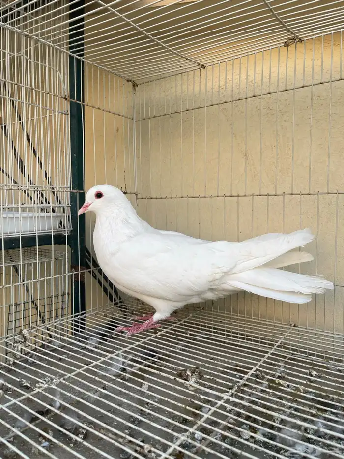 مالطي مصري 9