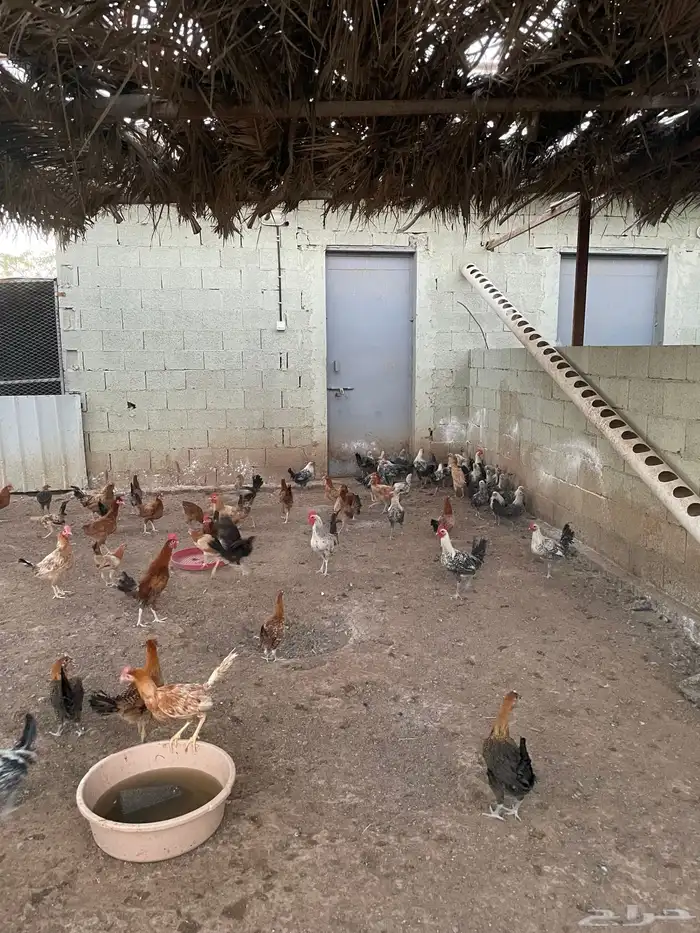 دجاج فيومي وبلدي للبيع 5