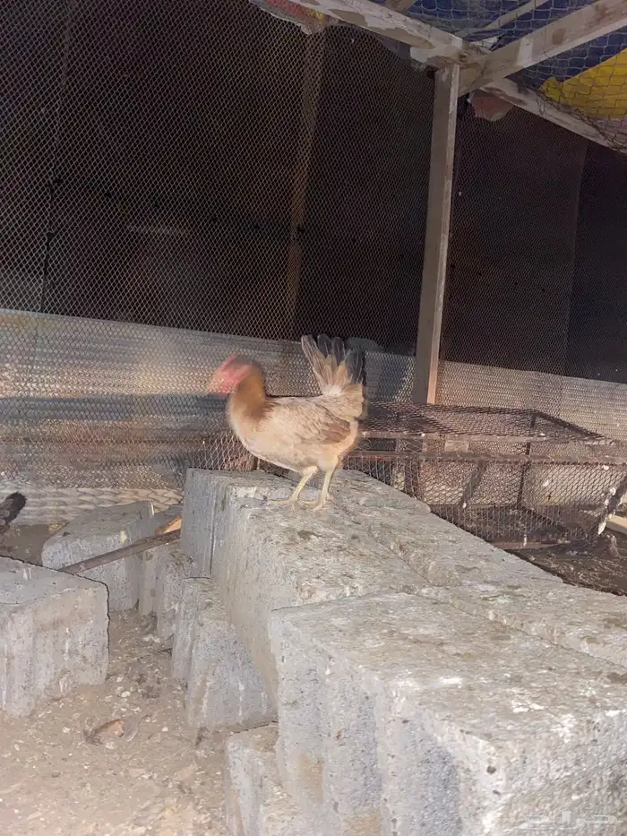 دجاج بلدي فري الوان حمر فواتح بياض شرط 13