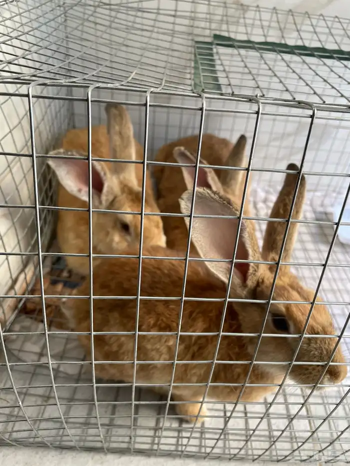 ارانب للبيع 2