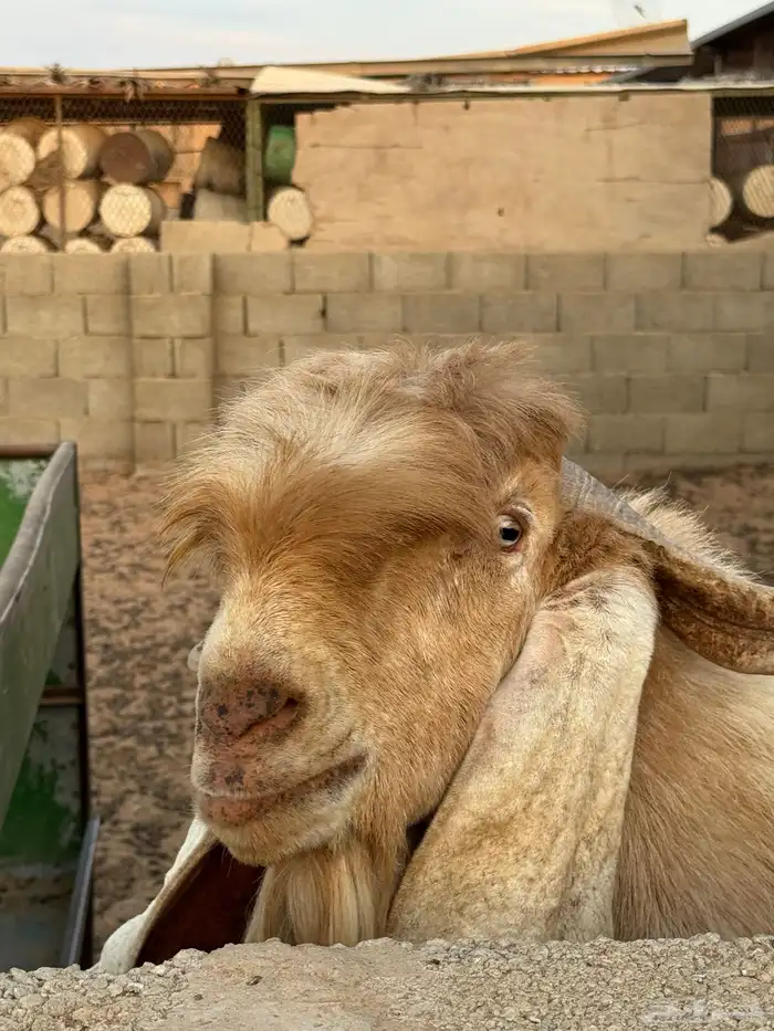 للبيع فحل عارضي شرط حار 5