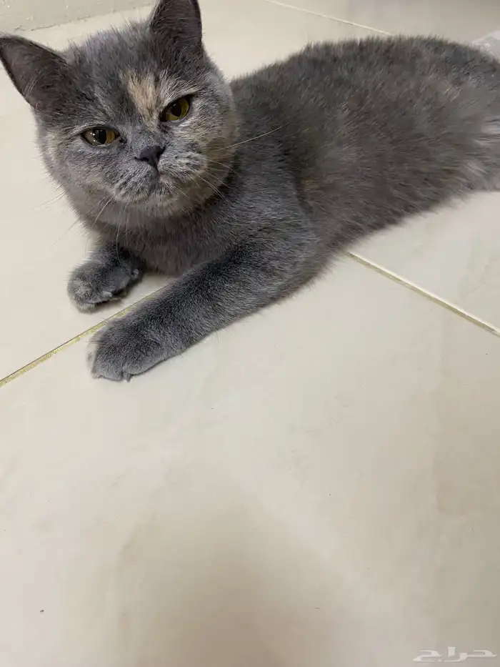 قطه للتبني 0