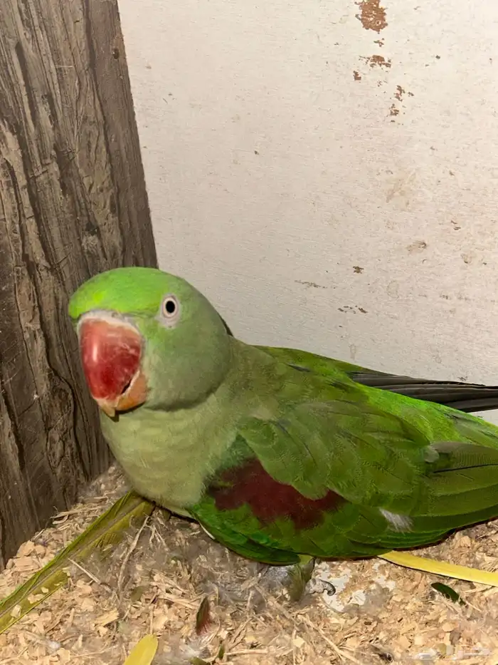 درة انثى نيبالي 0