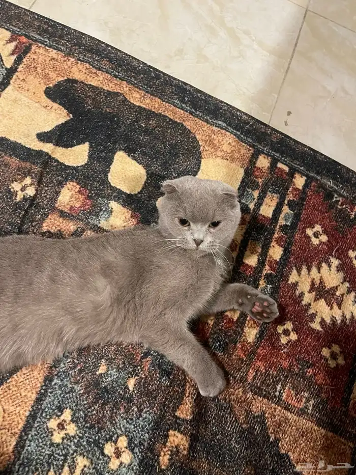 قطه انثى للتبني 0