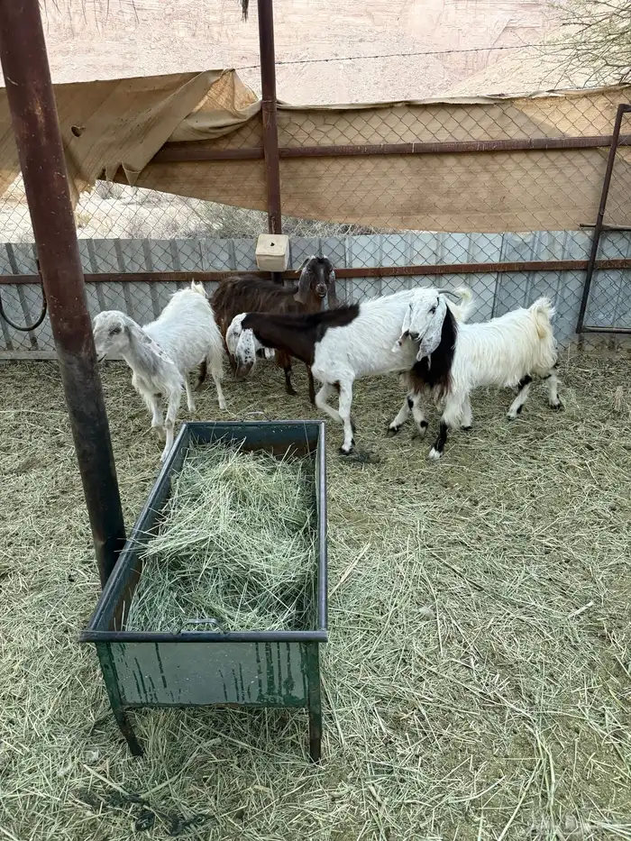 معزا مشاريك حيل 2