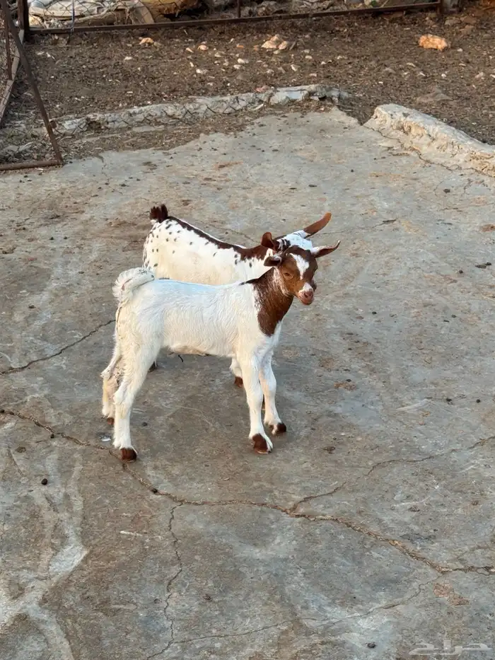 تيوس للبيع 6