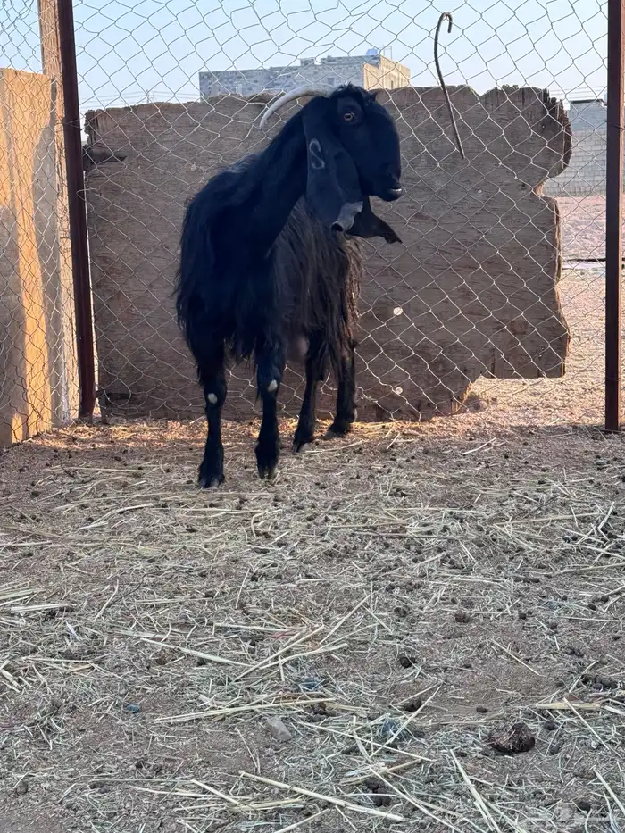 عنز قبرصيه حليب 3