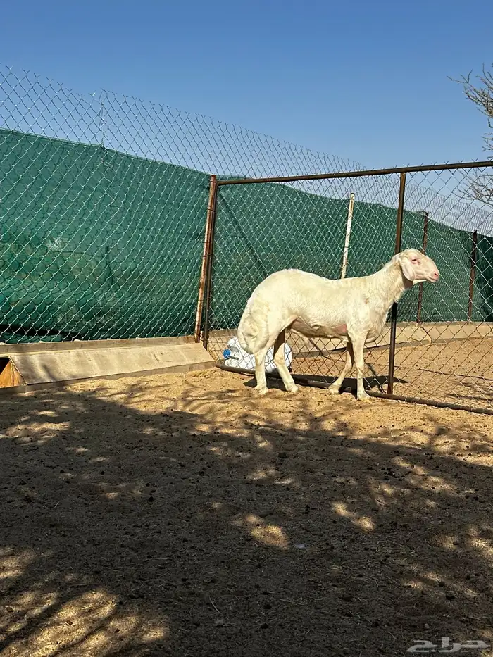 فحل اصفر ابرص 0