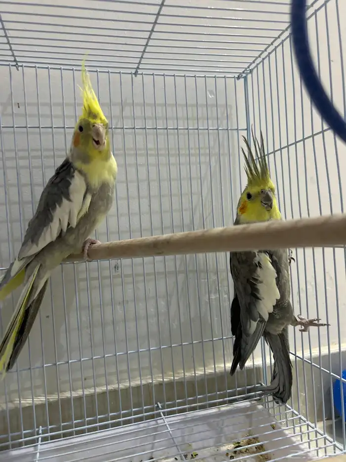 طيور كروان 0